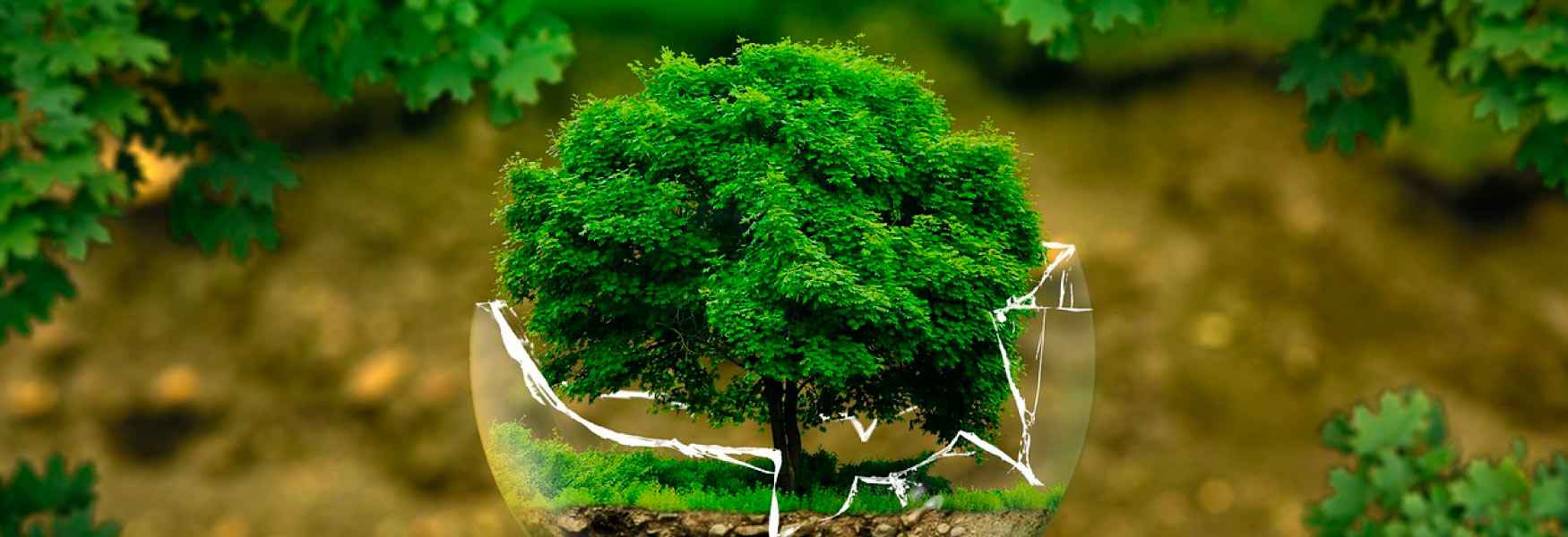 Conservação e Meio Ambiente